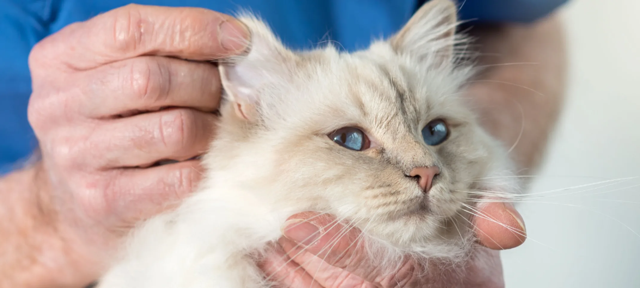 Close Up of Staff Holding Cat's Face for a Check Up